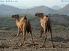 eritrea_2010-12-04_4452