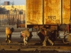 The use of covered vans, of course, to prevent theft was not always successful.  Here three thieves hurry away from the shed at Agra Cant with sacks full of coal!