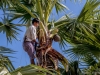in Arbeit in luftiger Höhe für den Palmenschnaps