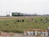 Die Tomatenernte war am 24.9.2011 in vollem Gange, als 2TЭ10УT-0033А/Б mit dem Schnellzug 66 Mykolaïv Pass. - Moskva Kurskaja bei Snihurivka unterwegs war.